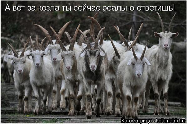 А вот за козла ты сейчас реально ответишь!... Котоматрица: А вот за козла ты сейчас реально ответишь!