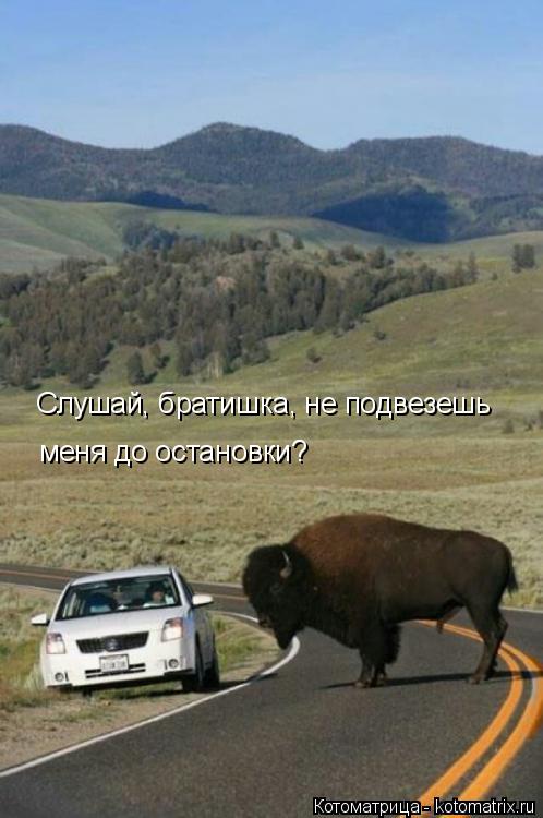 Слушай, братишка, не подвезешь меня до остановки?... Котоматрица: Слушай, братишка, не подвезешь меня до остановки?
