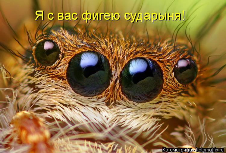 Я с вас фигею сударыня!... Котоматрица: Я с вас фигею сударыня!
