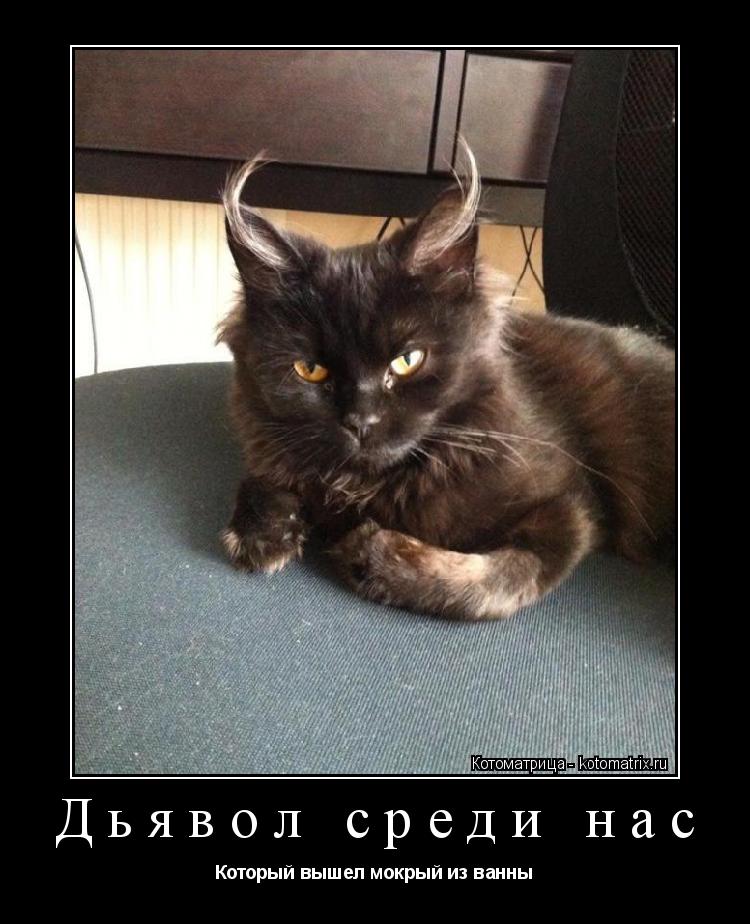 Котоматрица: Дьявол среди нас Который вышел мокрый из ванны