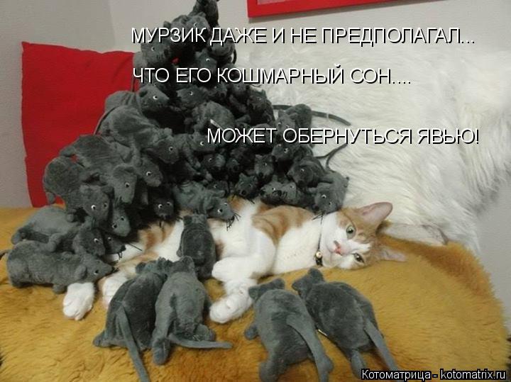 Котоматрица: МУРЗИК ДАЖЕ И НЕ ПРЕДПОЛАГАЛ...  ЧТО ЕГО КОШМАРНЫЙ СОН.... МОЖЕТ ОБЕРНУТЬСЯ ЯВЬЮ!