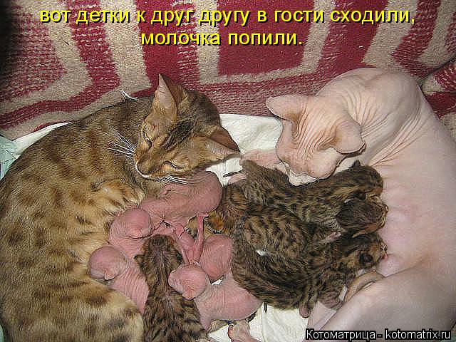 вот детки к друг другу в гости сходили, молочка попили.... Котоматрица: вот детки к друг другу в гости сходили, молочка попили.