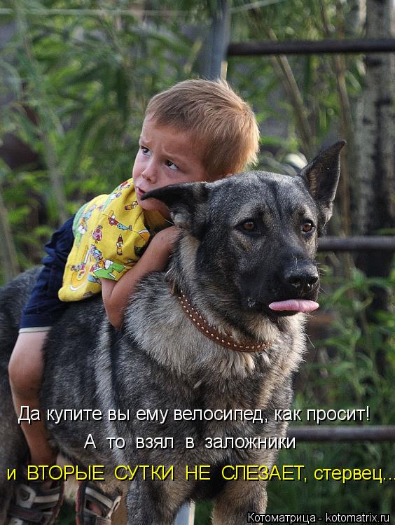 Котоматрица: Да купите вы ему велосипед, как просит! А  то  взял  в  заложники   и  ВТОРЫЕ  СУТКИ  НЕ  СЛЕЗАЕТ, стервец...