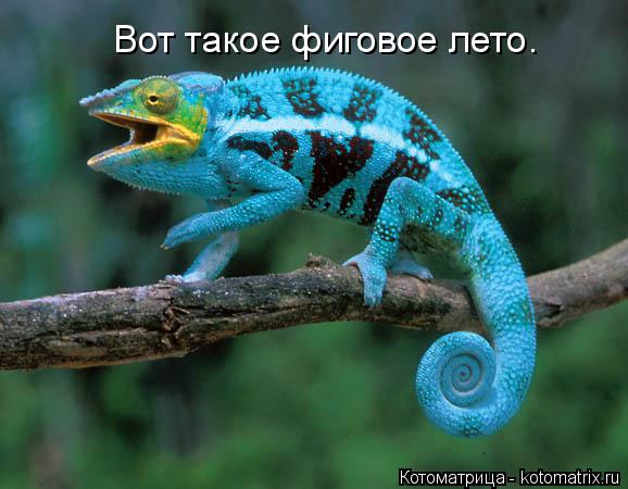 Вот такое фиговое лето.... Котоматрица: Вот такое фиговое лето.