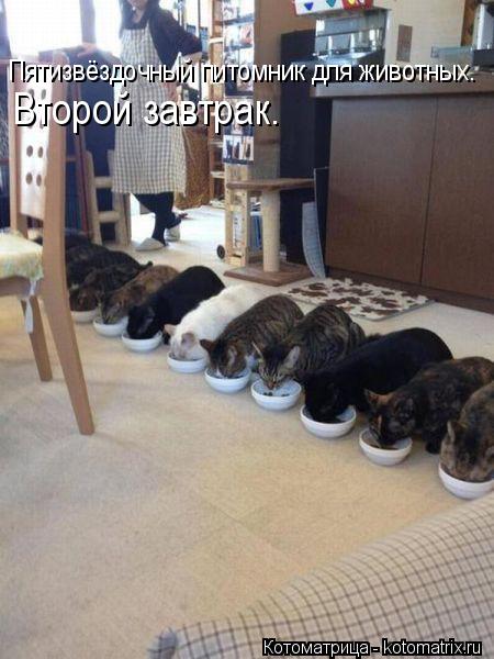 Котоматрица: Пятизвёздочный питомник для животных. Второй завтрак.
