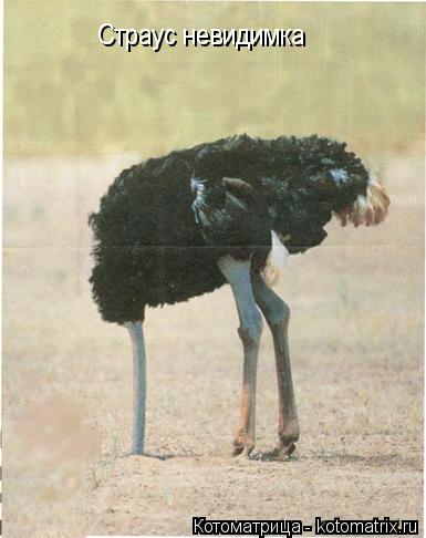 Котоматрица: Страус невидимка