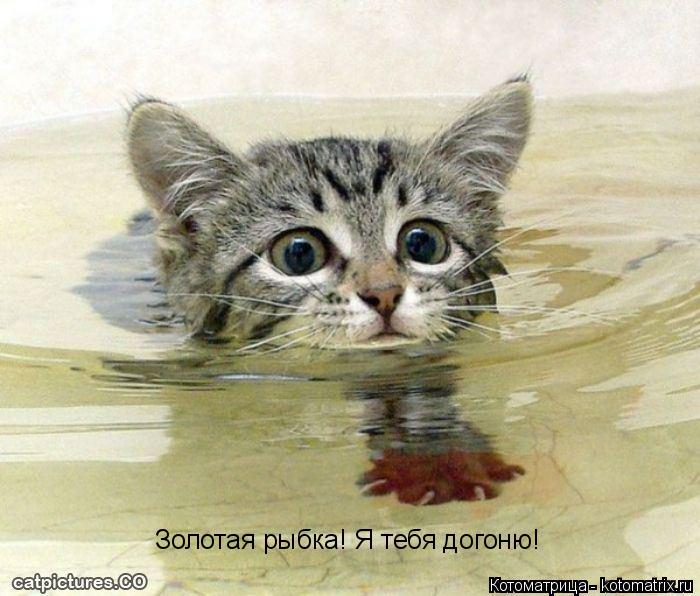 Котоматрица: Золотая рыбка! Я тебя догоню!