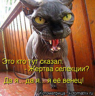 Это кто тут сказал: - Жертва селекции? Да я... да я... я её венец!... Котоматрица: Это кто тут сказал: - Жертва селекции? Да я... да я... я её венец!