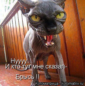 Нуууу....! И кто тут мне сказал- Брысь !!... Котоматрица: Нуууу....! И кто тут мне сказал- Брысь !!