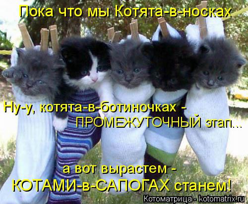 Котоматрица: Пока что мы Котята-в-носках ПРОМЕЖУТОЧНЫЙ этап... КОТАМИ-в-САПОГАХ станем! а вот вырастем - Ну-у, котята-в-ботиночках -
