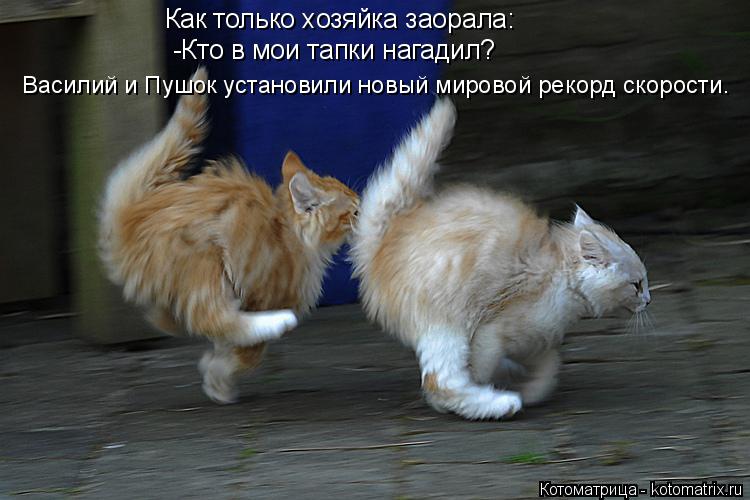 Как только хозяйка заорала: -Кто в мои тапки нагадил? Василий и Пушок установили новый мировой реко... Котоматрица: Как только хозяйка заорала: -Кто в мои тапки нагадил? Василий и Пушок установили новый мировой рекорд скорости.
