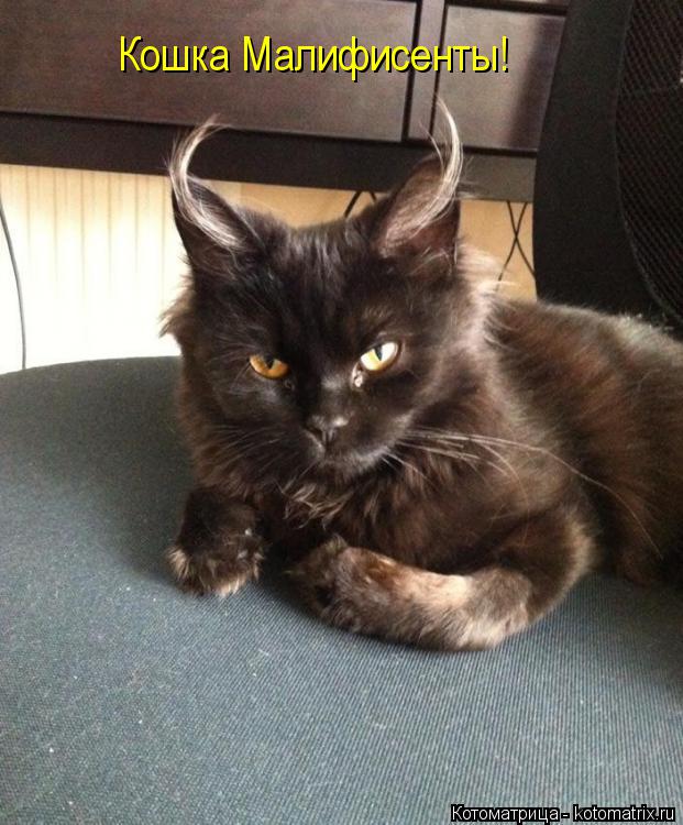 Кошка Малифисенты!... Котоматрица: Кошка Малифисенты!