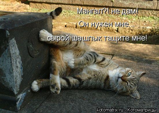 Котоматрица: Мангал?! не дам!  Он нужен мне... сырой шашлык тащите мне!