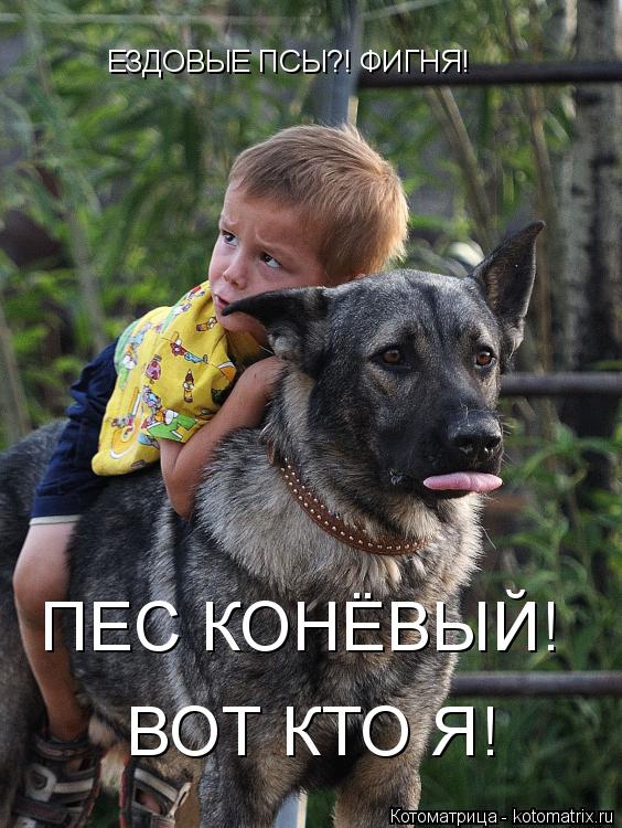 Котоматрица: ЕЗДОВЫЕ ПСЫ?! ФИГНЯ! ПЕС КОНЁВЫЙ! ВОТ КТО Я!