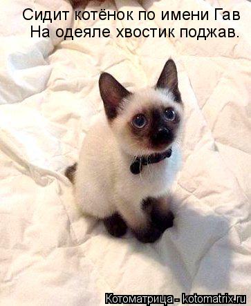 Сидит котёнок по имени Гав На одеяле хвостик поджав.... Котоматрица: Сидит котёнок по имени Гав На одеяле хвостик поджав.