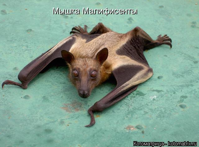 Мышка Малифисенты... Котоматрица: Мышка Малифисенты