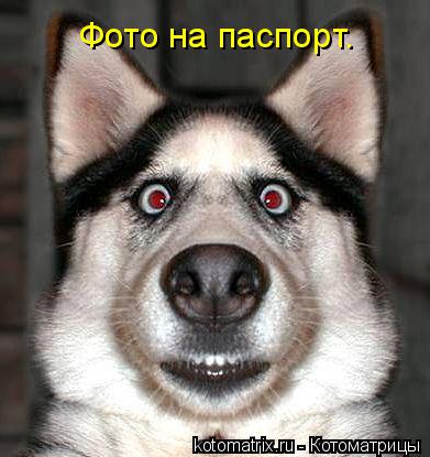 Фото на паспорт.... Котоматрица: Фото на паспорт.