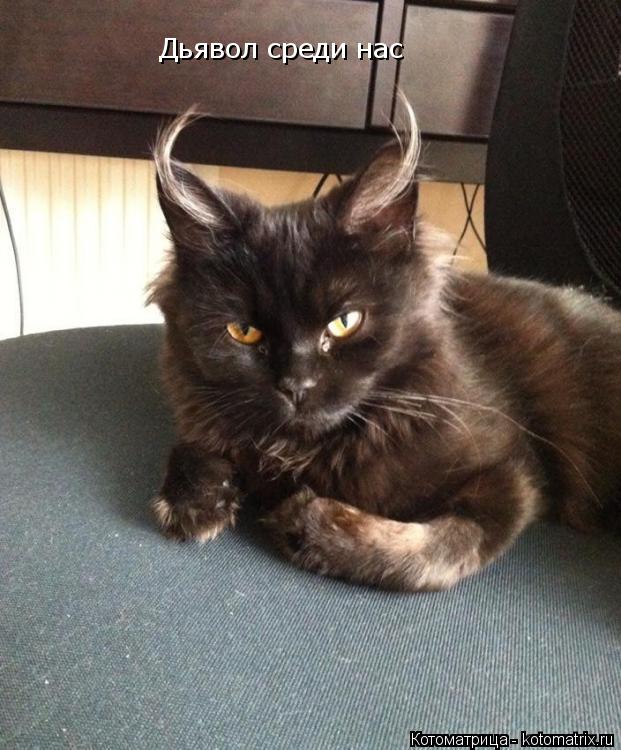 Котоматрица: Дьявол среди нас