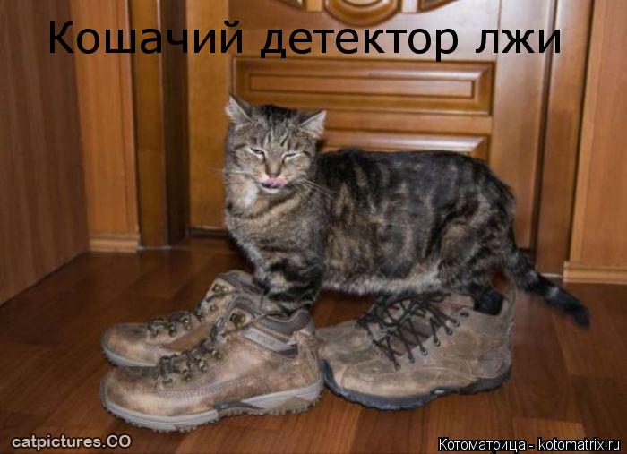 Кошачий детектор лжи... Котоматрица: Кошачий детектор лжи