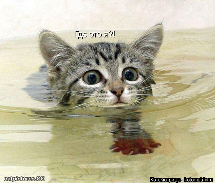 Где это я?!... Котоматрица: Где это я?!