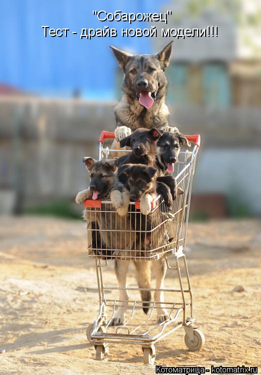 Котоматрица: "Собарожец" Тест - драйв новой модели!!!