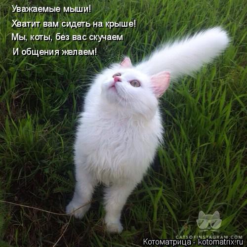 Хватит вам сидеть на крыше! Уважаемые мыши! Мы, коты, без вас скучаем И общения желаем!... Котоматрица: Хватит вам сидеть на крыше! Уважаемые мыши! Мы, коты, без вас скучаем И общения желаем!