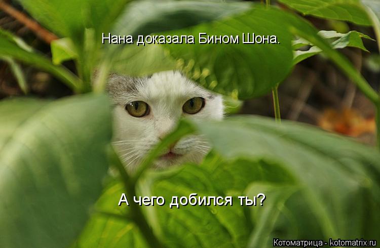 Нана доказала Бином Шона. А чего добился ты?... Котоматрица: Нана доказала Бином Шона. А чего добился ты?