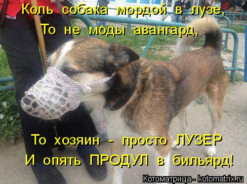 Котоматрица: Коль  собака  мордой  в  лузе, То  не  моды  авангард, То  хозяин  -  просто  ЛУЗЕР И  опять  ПРОДУЛ  в  бильярд!