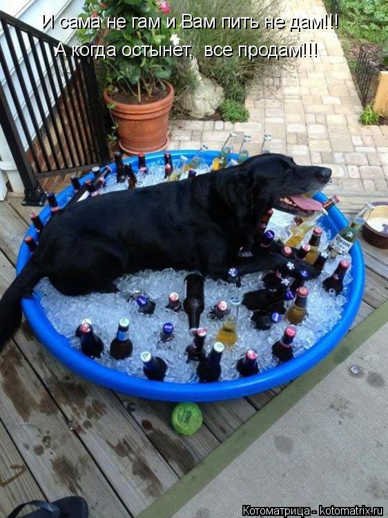 Котоматрица: И сама не гам и Вам пить не дам!!! А когда остынет,  все продам!!!