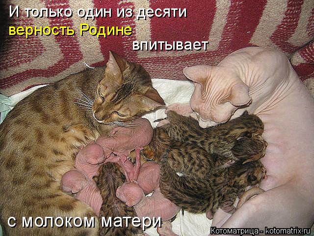 Котоматрица: И только один из десяти  верность Родине  впитывает  с молоком матери