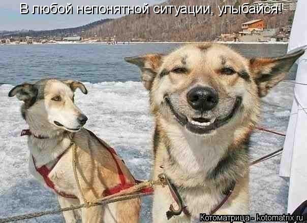 Котоматрица: В любой непонятной ситуации, улыбайся!