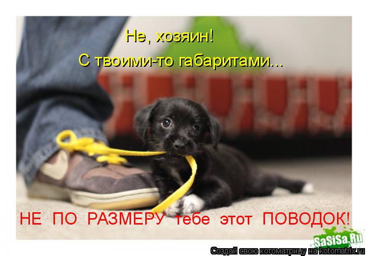 Котоматрица: НЕ  ПО  РАЗМЕРУ  тебе  этот  ПОВОДОК!  Не, хозяин!   С твоими-то габаритами...