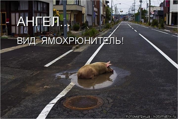 Котоматрица: АНГЕЛ... ВИД: ЯМОХРЮНИТЕЛЬ!