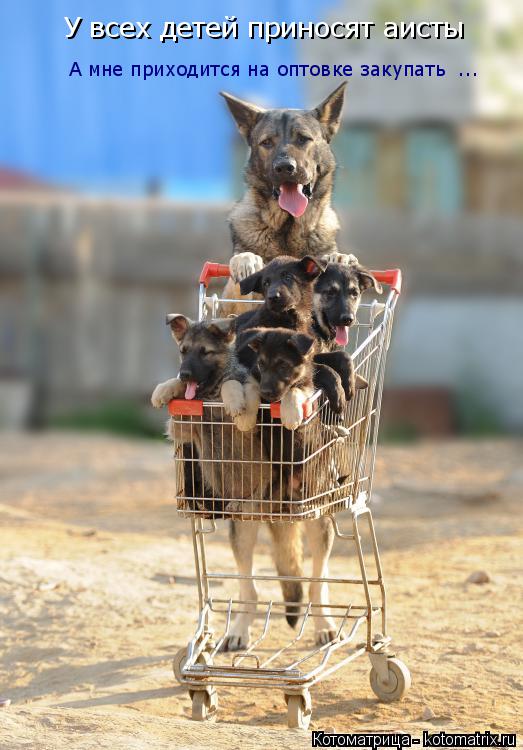 Котоматрица: У всех детей приносят аисты  А мне приходится на оптовке закупать  ...