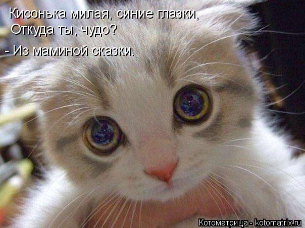 Котоматрица: Кисонька милая, синие глазки, Откуда ты, чудо? - Из маминой сказки.