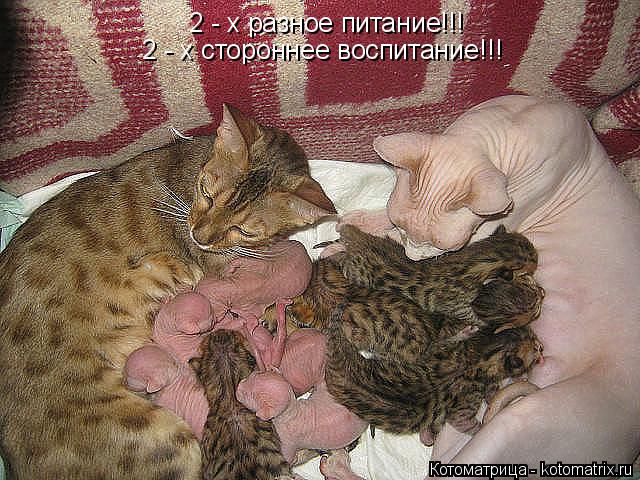 Котоматрица: 2 - х разное питание!!!  2 - х стороннее воспитание!!!