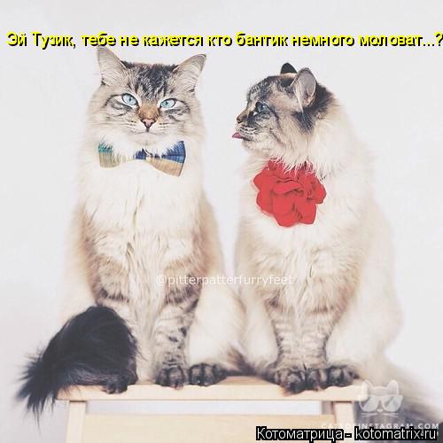 Эй Тузик, тебе не кажется кто бантик немного моловат...?... Котоматрица: Эй Тузик, тебе не кажется кто бантик немного моловат...?