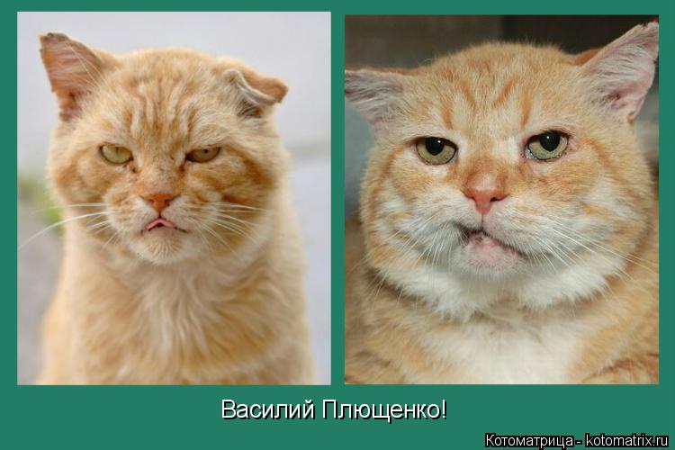 Василий Плющенко!... Котоматрица: Василий Плющенко!