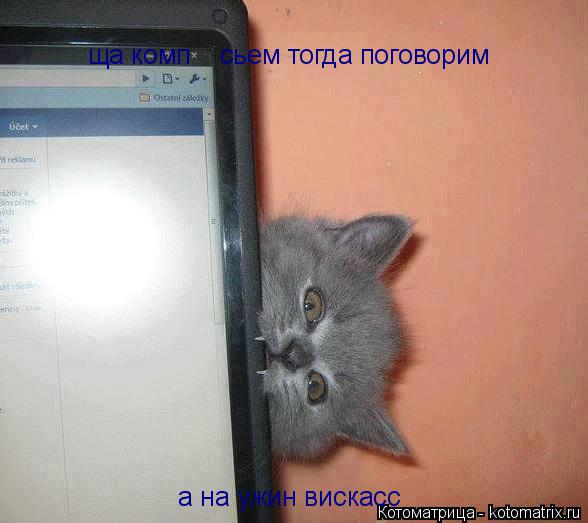 ща комп сьем тогда поговорим а на ужин вискасс... Котоматрица: ща комп сьем тогда поговорим а на ужин вискасс