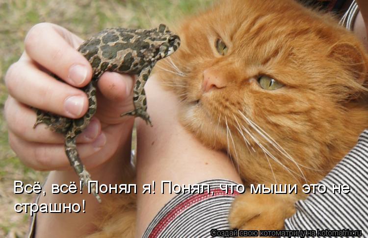 Всё, всё! Понял я! Понял, что мыши это не страшно!... Котоматрица: Всё, всё! Понял я! Понял, что мыши это не страшно!