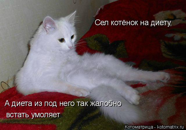 Котоматрица: Сел котёнок на диету, А диета из под него так жалобно встать умоляет