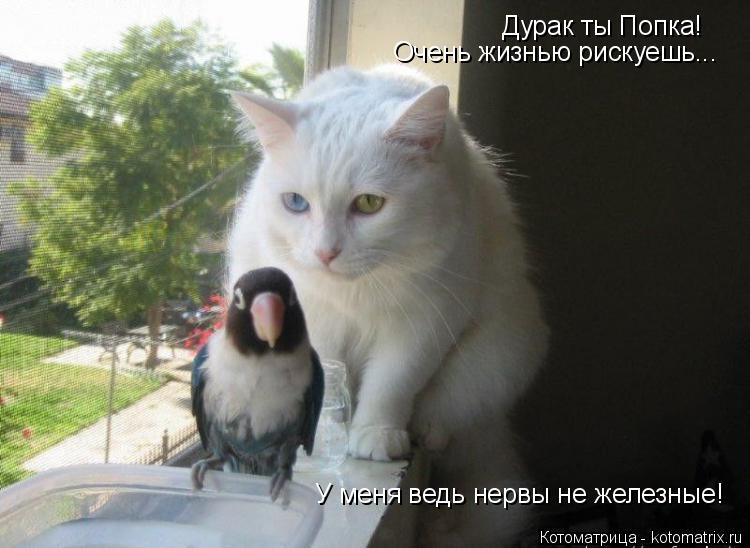 Дурак ты Попка! Очень жизнью рискуешь... У меня ведь нервы не железные!... Котоматрица: Дурак ты Попка! Очень жизнью рискуешь... У меня ведь нервы не железные!