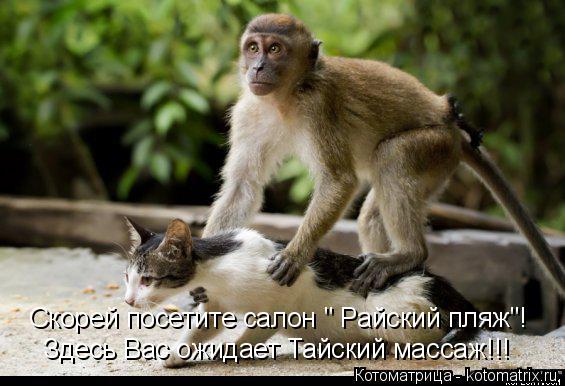 Скорей посетите салон " Райский пляж"! Здесь Вас ожидает Тайский массаж!!!... Котоматрица: Скорей посетите салон " Райский пляж"! Здесь Вас ожидает Тайский массаж!!!