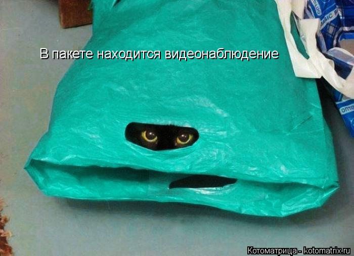В пакете находится видеонаблюдение... Котоматрица: В пакете находится видеонаблюдение