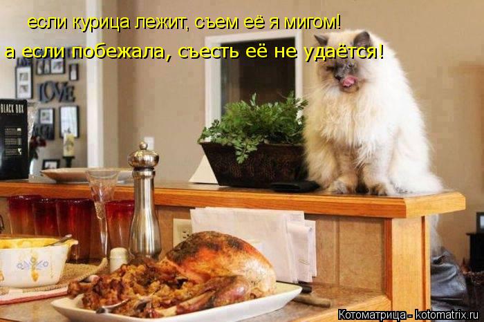 если курица лежит, съем её я мигом! а если побежала, съесть её не удаётся!... Котоматрица: если курица лежит, съем её я мигом! а если побежала, съесть её не удаётся!