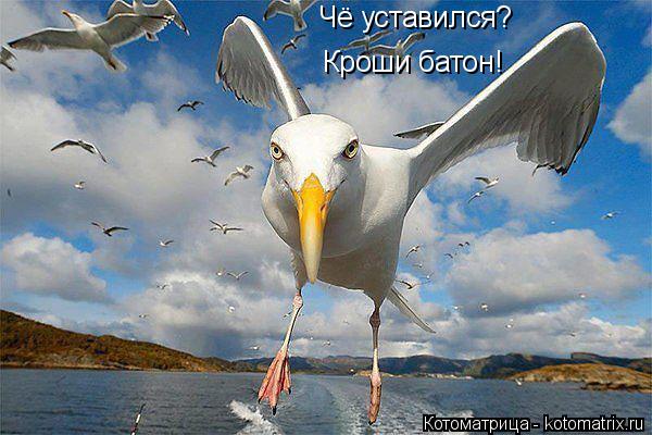Чё уставился? Кроши батон!... Котоматрица: Чё уставился? Кроши батон!