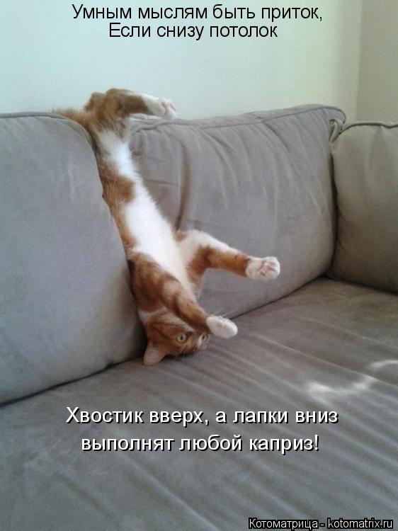 Умным мыслям быть приток, Если снизу потолок Хвостик вверх, а лапки вниз выполнят любой каприз!... Котоматрица: Умным мыслям быть приток, Если снизу потолок Хвостик вверх, а лапки вниз выполнят любой каприз!