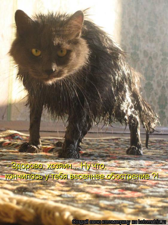 - Здорово, хозяин... Ну что, кончилось у тебя весеннее обострение ?!... Котоматрица: - Здорово, хозяин... Ну что, кончилось у тебя весеннее обострение ?!