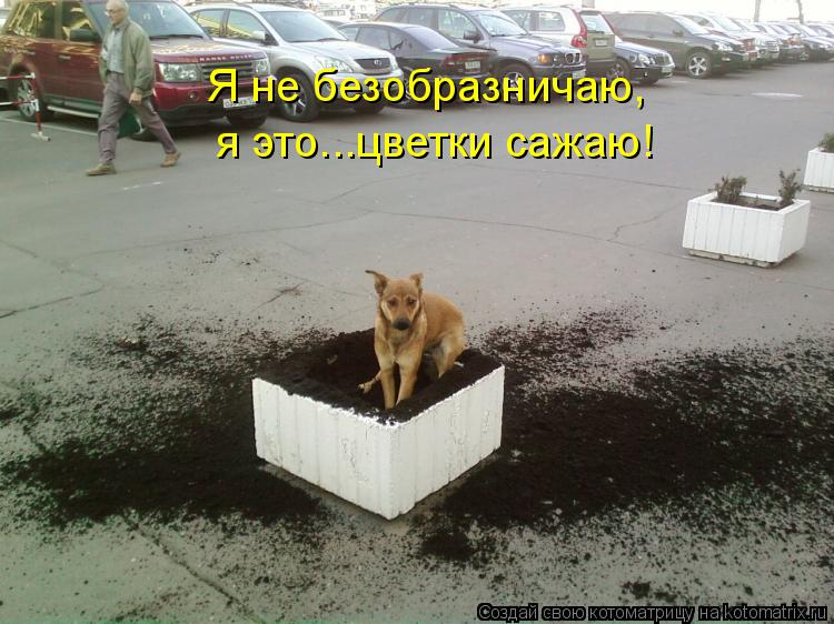 Я не безобразничаю, я это...цветки сажаю!... Котоматрица: Я не безобразничаю, я это...цветки сажаю!