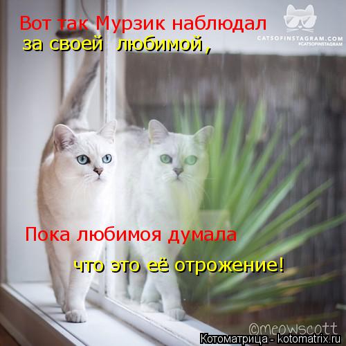 Вот так Мурзик наблюдал за своей любимой Пока любимоя думала что это её отрожение! ,... Котоматрица: Вот так Мурзик наблюдал за своей любимой Пока любимоя думала что это её отрожение! ,